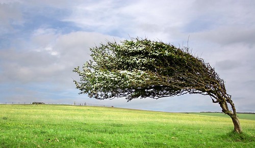 Wind Swept Tree