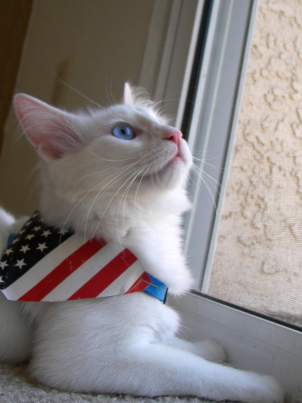 Patriotic Kitten