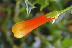 Columelliaceae