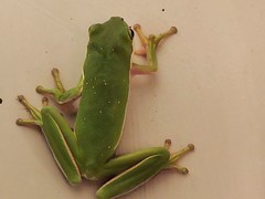 2015 frog, man