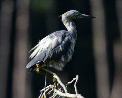 Little Blue Herons, Calico phase
