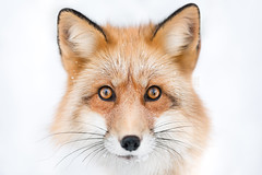 Freya the Fox