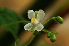 Sapindaceae  ムクロジ科