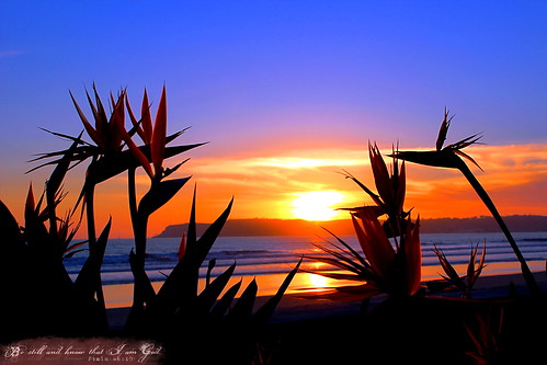 HI-RES HDR Birds Eye Of Paradise Coronado Sunset Psalm 46:10