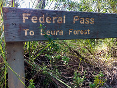 Federal Pass (east ascent), Katoomba