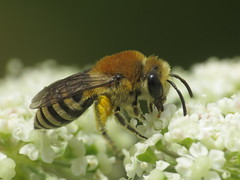 Plasterer Bees - Colletidae & Melittidae