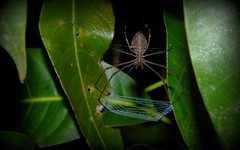 Deinopidae / netcasting spiders