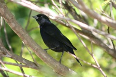 Japu, Xexéu, Pássaro-preto, Chopim ou Vira-bosta - Shiny Cowbird (Molothrus bonariensis)