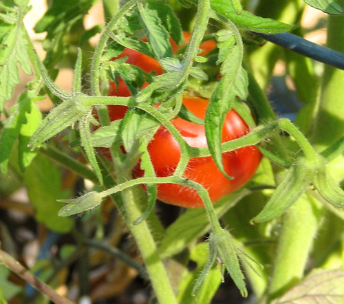 Growing Tomato