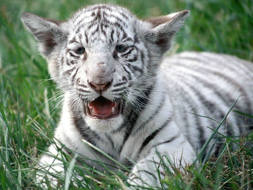 Baby white tiger in grass.
