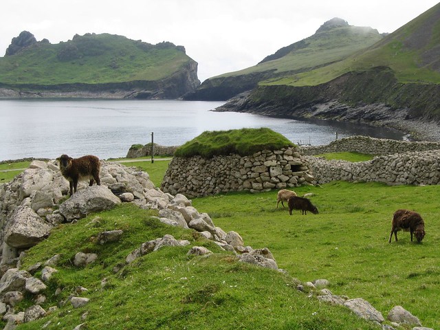 Soay sheep on Hirta, St Kilda, with Cleits