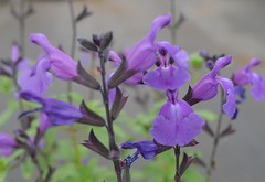 SALVIA 'Lavender Dilly Dilly'