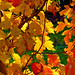 Autumnal foliage [Explored]
