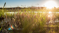 Sun rays through reeds