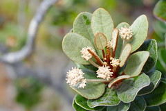 Argophyllaceae