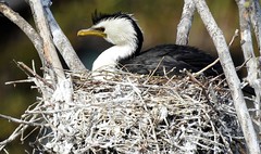 Birds Nesting