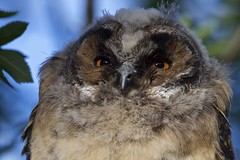 Owls - Pöllöjä 