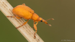 Coleoptera: Apionidae of Finland
