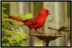 Cardinals 