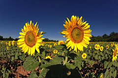Sunflower 2010