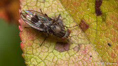 Diptera: Brachycera: Diastatidae