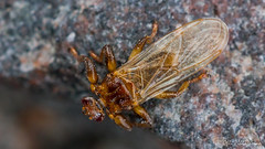 Diptera: Brachycera: Hippoboscidae