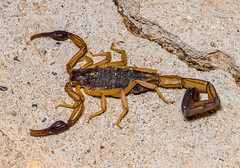 Scorpions (Scorpiones)