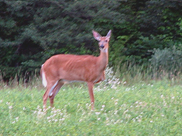 photo-of-deer-standing-on-two-legs-goes-viral-time