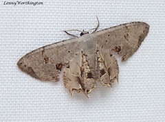 Moths of Thailand (Uraniidae)