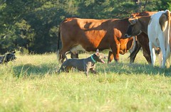 Lacy cow dogs