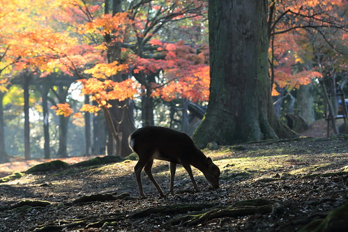 a deer in autumn colors..