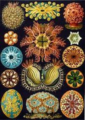 Ernst Haeckel  1899-1904de Kunstformen de
