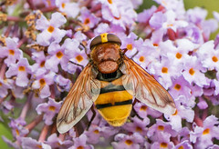 Hoverflies, Bees and Wasps