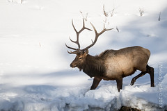 Moose, Elk, Deer, Antelope and Pronghorn