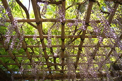 春の五島美術館庭園の藤