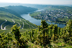 Vineyards on the river Moselle 2015
