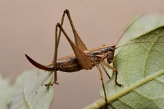Yersinella raymondii female