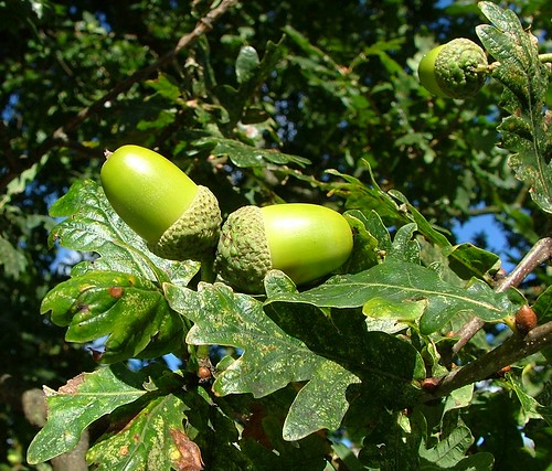 scottish acorns