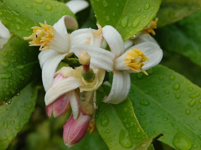 Citrus medica (Rutaceae)
