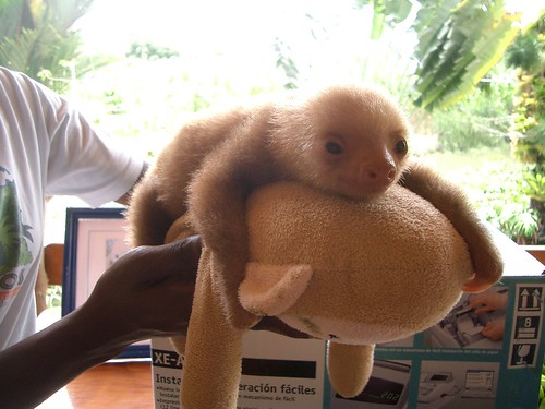 Baby Sloth by Robert Blumberg