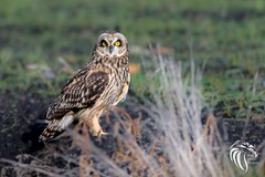 Short-eared Owls of Winter
