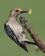 Bird  Album 29 - Woodpeckers and allies