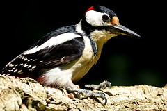 Pica-pau-malhado-grande | Great Spotted Woodpecker (Dendrocopos major)