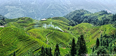 China Rice field