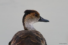 Anseriformes - Ducks, Geese, Swans