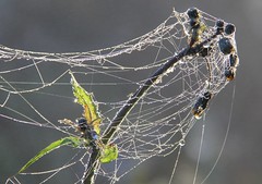 Spider-webs. Nature. (2)
