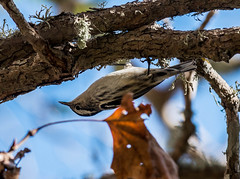 Black-and-White warbler (Mniotilta varia)