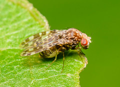 Lauxaniid Flies (Lauxaniidae)