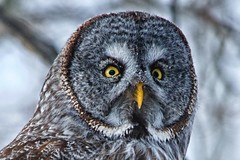 Great Grey Owl GVR