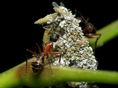 Ants Tending Woolly Aphids